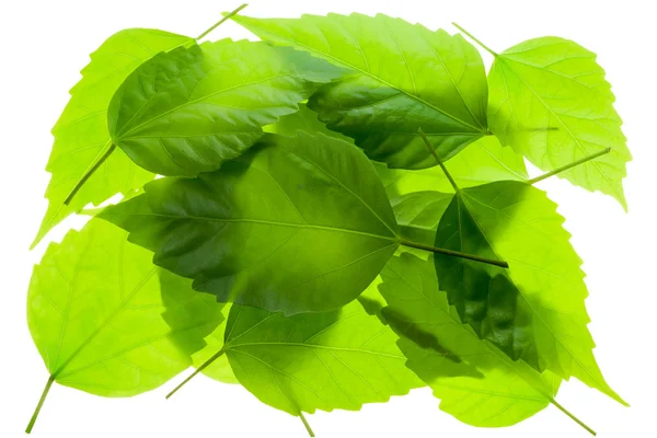 Kleine groep een hoop chaos van groene bladeren — Stockfoto
