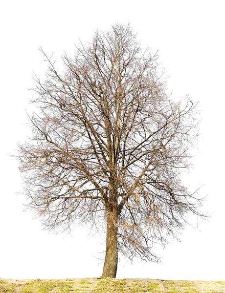Samotny na białym tle drzewa bez liści — Zdjęcie stockowe