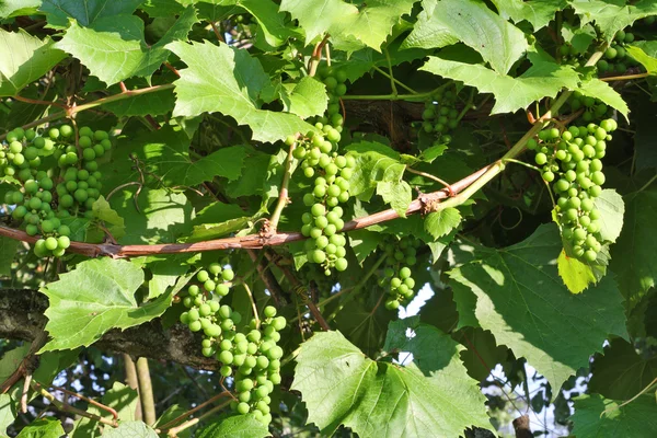 Unripe green grapes on branches — Stock Photo, Image