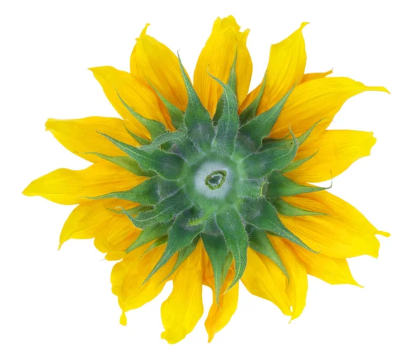 Rückseite der Sonnenblume isoliert — Stockfoto