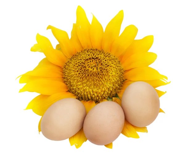 Ostereier und Sonnenblumen — Stockfoto