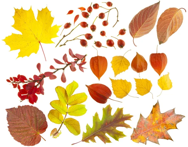 Set of design elements on a theme of autumn. — Stock Photo, Image
