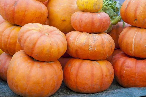 stock image The big pumpkins sell in the street