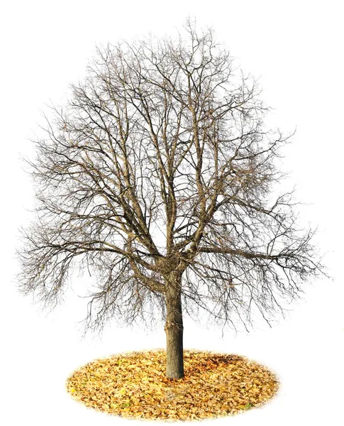 De eenzame geïsoleerde boom zonder bladeren — Stockfoto
