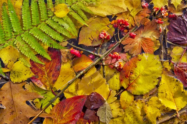 Prawdziwe autumn listowie w wodzie zimnej jeziora — Zdjęcie stockowe