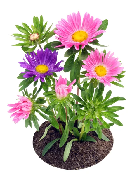 Blossoming asters on a bed — Stock Photo, Image