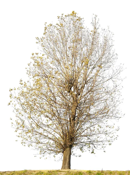 Na białym tle krzywej brzydkie drzewa bez liści — Zdjęcie stockowe