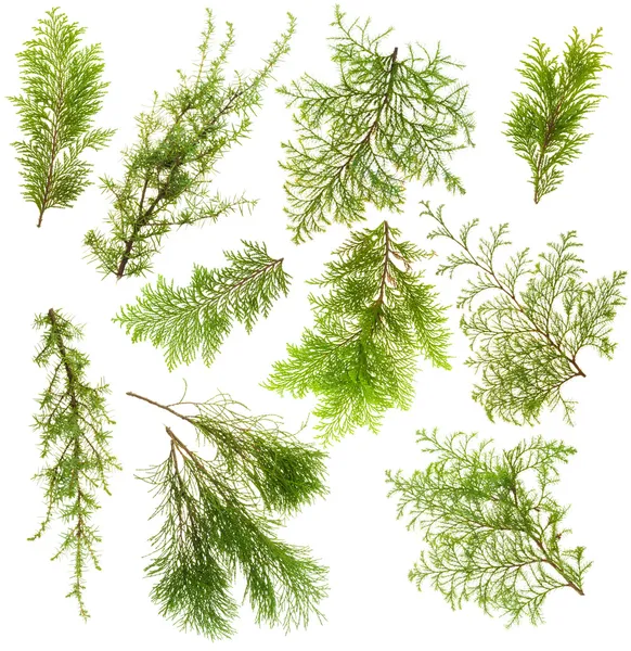 Immergrüne Pflanzen Zweige isoliert Set — Stockfoto