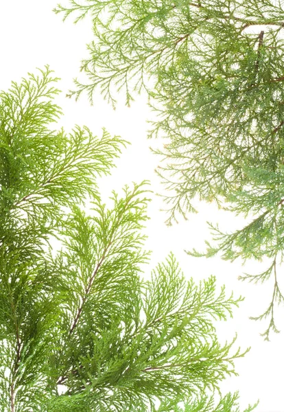 Immergrüne Pflanzen Zweige Postkarte — Stockfoto