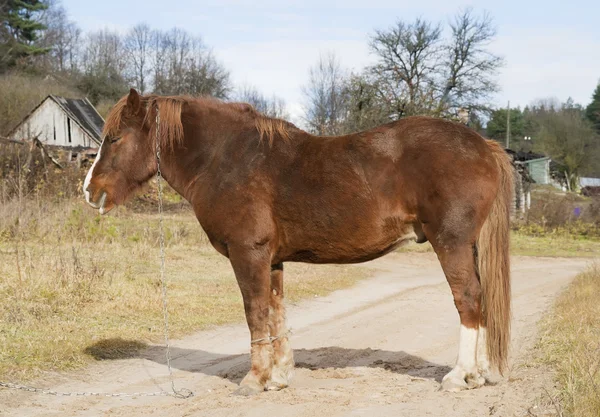 The old sick horse with the fastened feet costs on rural road — Stock Photo, Image