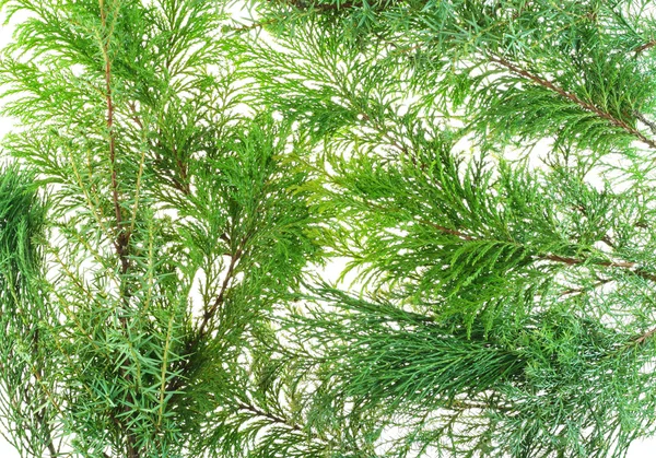 침 엽 수 나무의 가지 — 스톡 사진