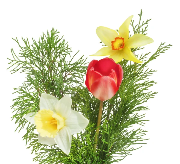 Весенние цветы - тюльпан и нарцисс с можжевеловыми ветвями — стоковое фото