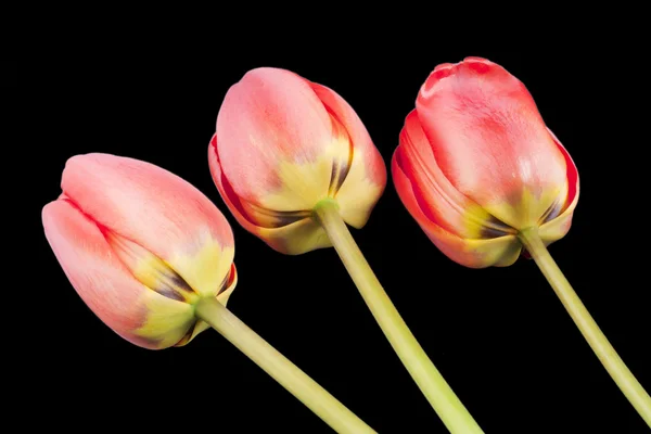 Tyłu trzy czerwone tulipany na czarny — Zdjęcie stockowe