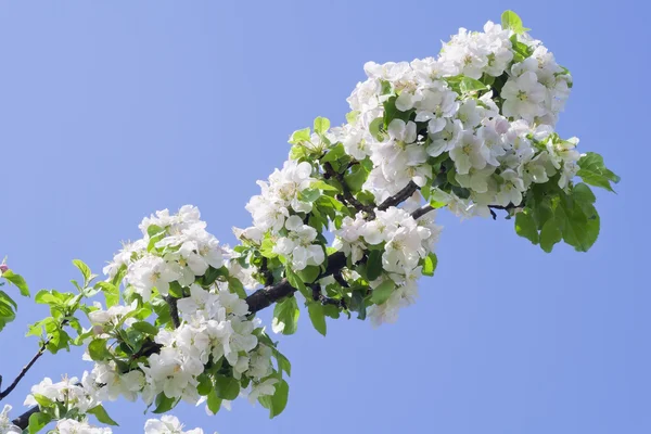Kvetoucí větev stromu jablko na azurová — Stock fotografie