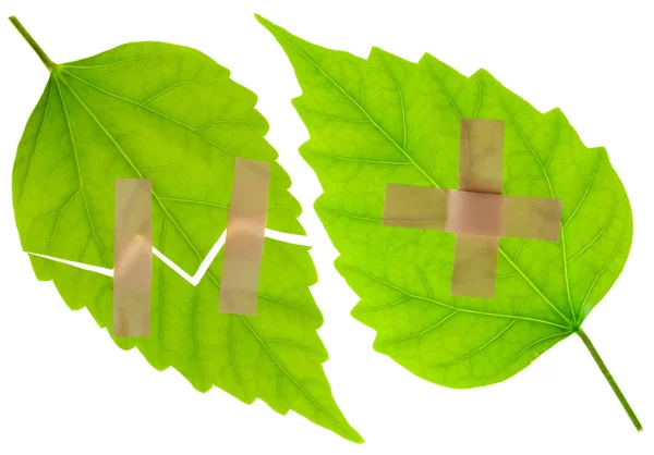Sårade gröna blad med en gips — Φωτογραφία Αρχείου