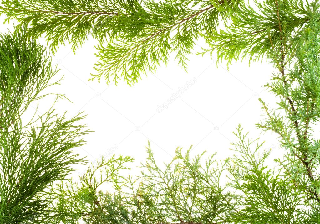 Evergreen various plants branches frame