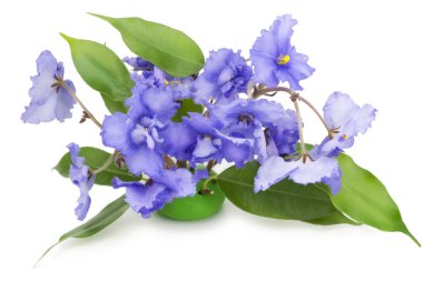 Gentle blue violets flowers isolated on white clipart