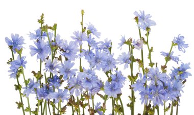 Field wild blue cornflowers texture background. Isolated on white clipart