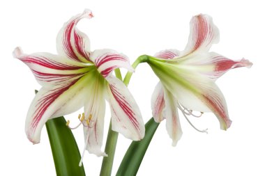 İzole Hippeastrum