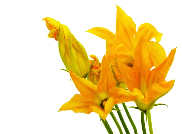 Plantaardige Beenmerg Courgette Bloemen Geïsoleerd Wit — Stockfoto