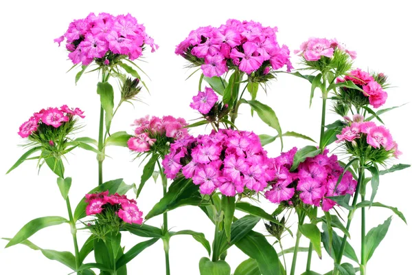 Blommor Rosa Nejlikor Buske Isolerad Vit — Stockfoto