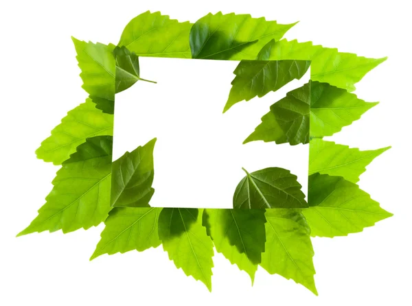 De boodschap van de brief van groene bladeren — Stockfoto