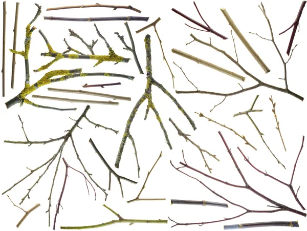 Zweige Verschiedener Arten Von Bäumen Und Sträuchern Ohne Blätter Isoliert — Stockfoto