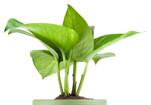 Kiełkować Ulubione Wnętrze Zielony Ozdobny Roślina Filodendron Białym Tle — Zdjęcie stockowe