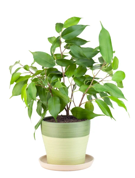 Росток Любимого Крытого Зеленого Декоративного Растения Фикус Изолированного Белом — стоковое фото