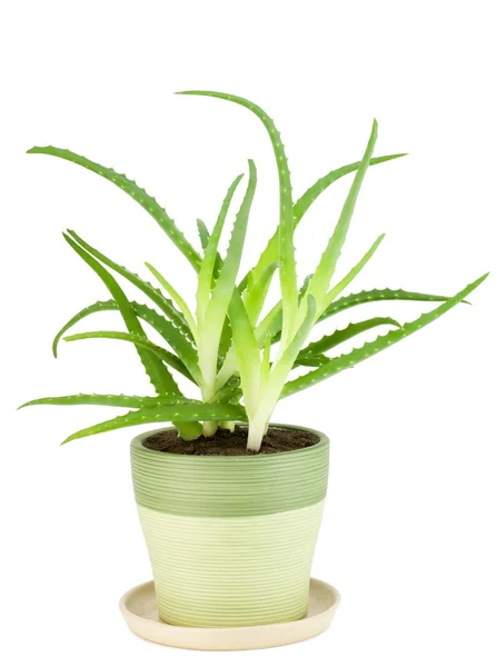 Planta Coberta Medicinal Aloe Isolado Branco — Fotografia de Stock