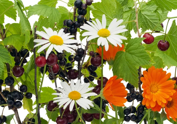 莓果和花背景 — 图库照片