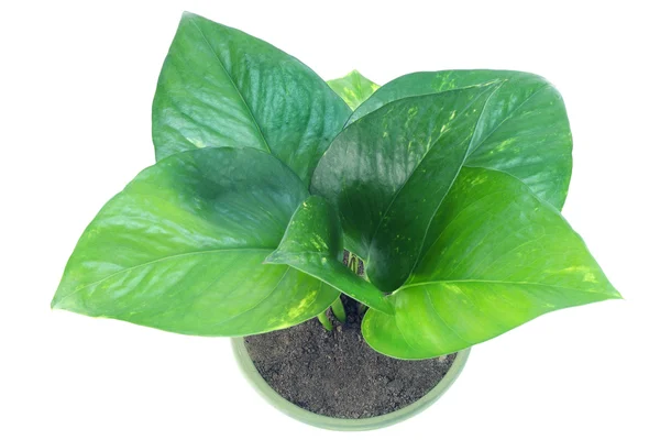 Groene binnen plant — Stockfoto