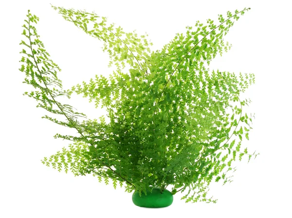 Samambaia Folhas Verdes Arbusto Isolado Branco — Fotografia de Stock