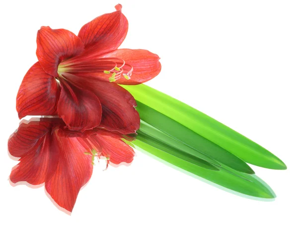 Hippeastrum Red Flower Reflections Mirror Isolated — Stock Photo, Image