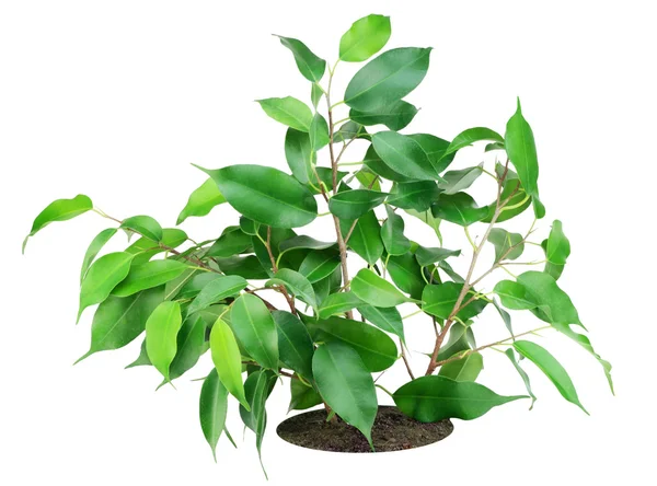 Favourite Indoor Plant Ficus Bed Isolated White — Stock Photo, Image