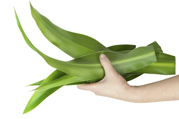 La mano del granjero estira a alguien hojas frescas de palma — Foto de Stock