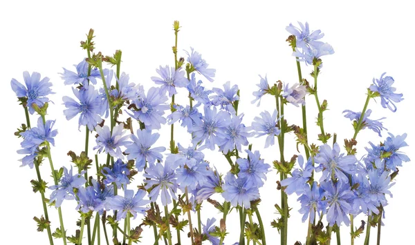 Feld Wilde Blaue Kornblumen Textur Hintergrund Isoliert Auf Weiß — Stockfoto