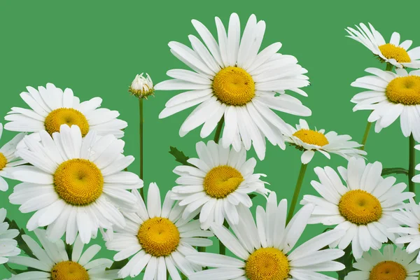 Real Camomiles Flowers Isolated Green Background — Stock Photo, Image