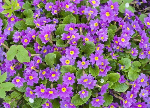 First Springs Flowers Violet Primroses Background — Stock Photo, Image