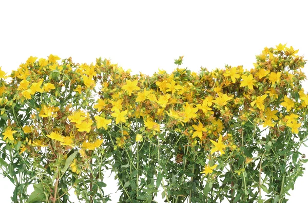 Flores Johnswort Medicinal Hypericum Perforatum Preparadas Para Secar Aisladas Sobre —  Fotos de Stock