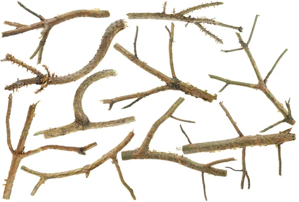 Pine Branches Needles Set Isolated White — Stock Photo, Image