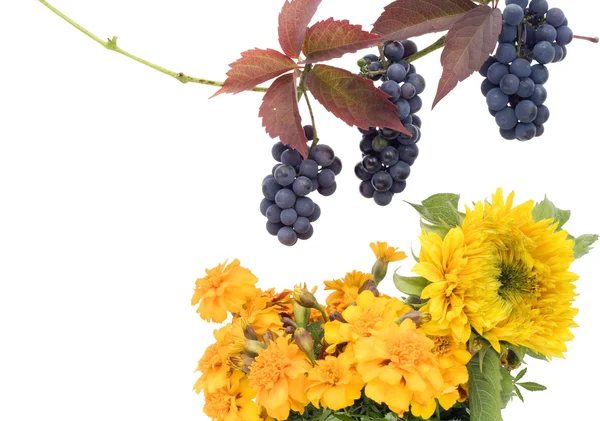 Red grapes and yellow flowers — Stock Photo, Image