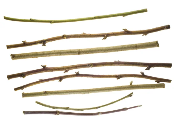 Trockene Stachelige Zweige Verschiedener Sträucher Ohne Blätter Isoliert Auf Weiß — Stockfoto