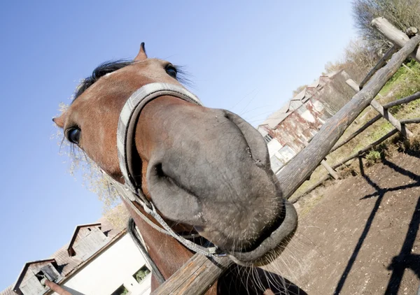 Porträtt av en konstig häst — Stockfoto