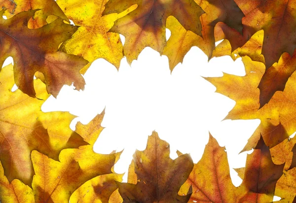 Рамка из осенних листьев — стоковое фото