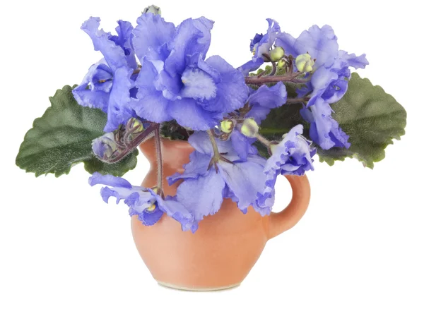 Zachte blauwe viooltjes in een kleine kruik — Stockfoto