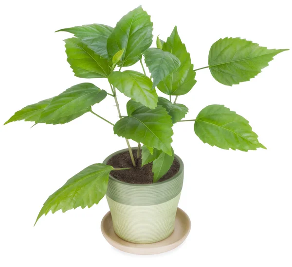 Sapling a favourite indoor plant — Stock Photo, Image