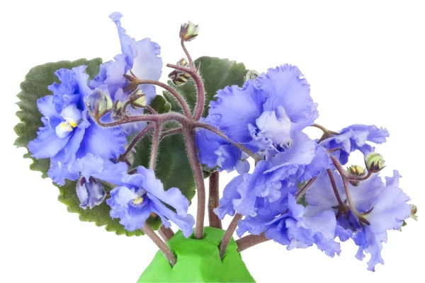 Gentle blue violets — Stock Photo, Image