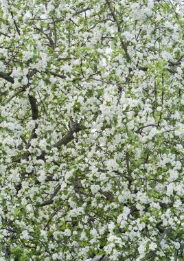 çiçek açması bahar elma ağacı
