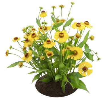 Bush of Coreopsis flowers clipart